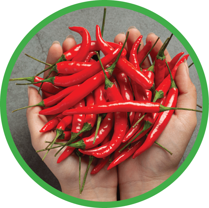 chilli pepper on dark backgroud