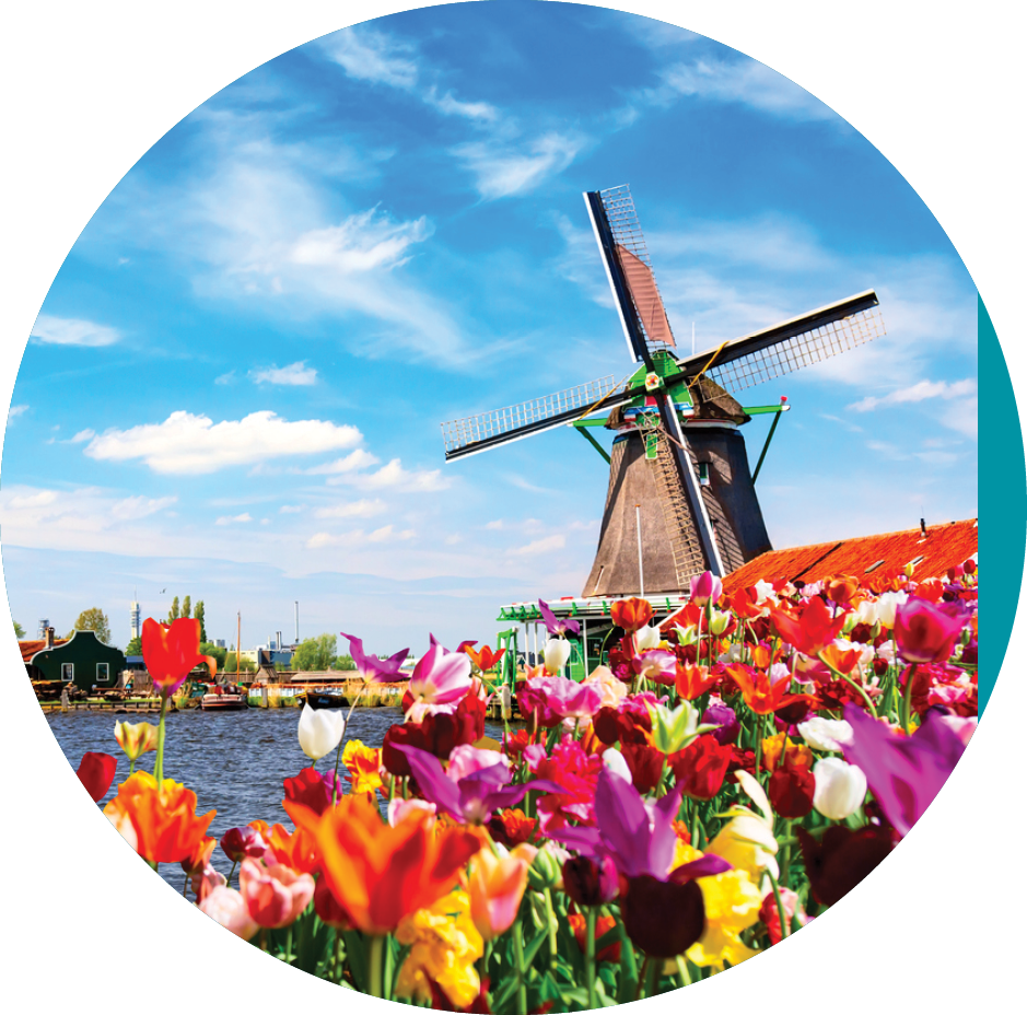 Dutch spring landscape  Blooming colorful tulips flowerbed against river and windmills  Zaanse Schans village in the Netherlands 
