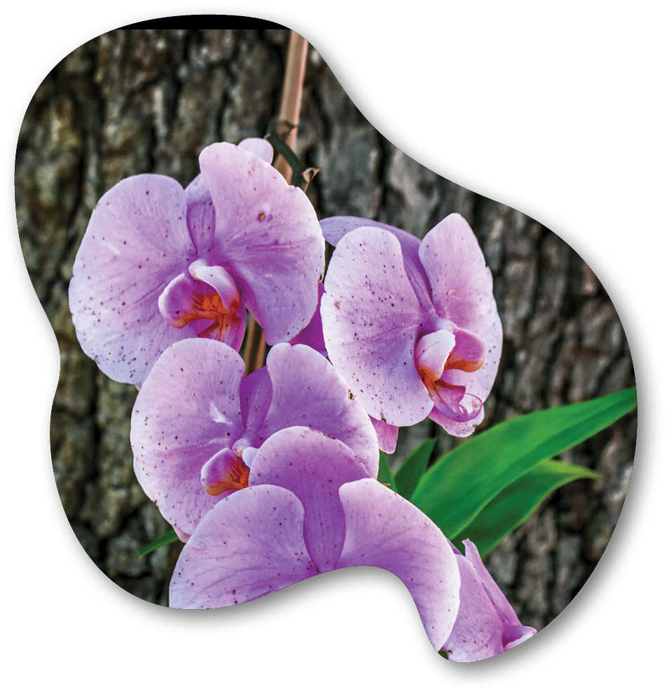 A vertical shot of a purple moth orchid behind the tree