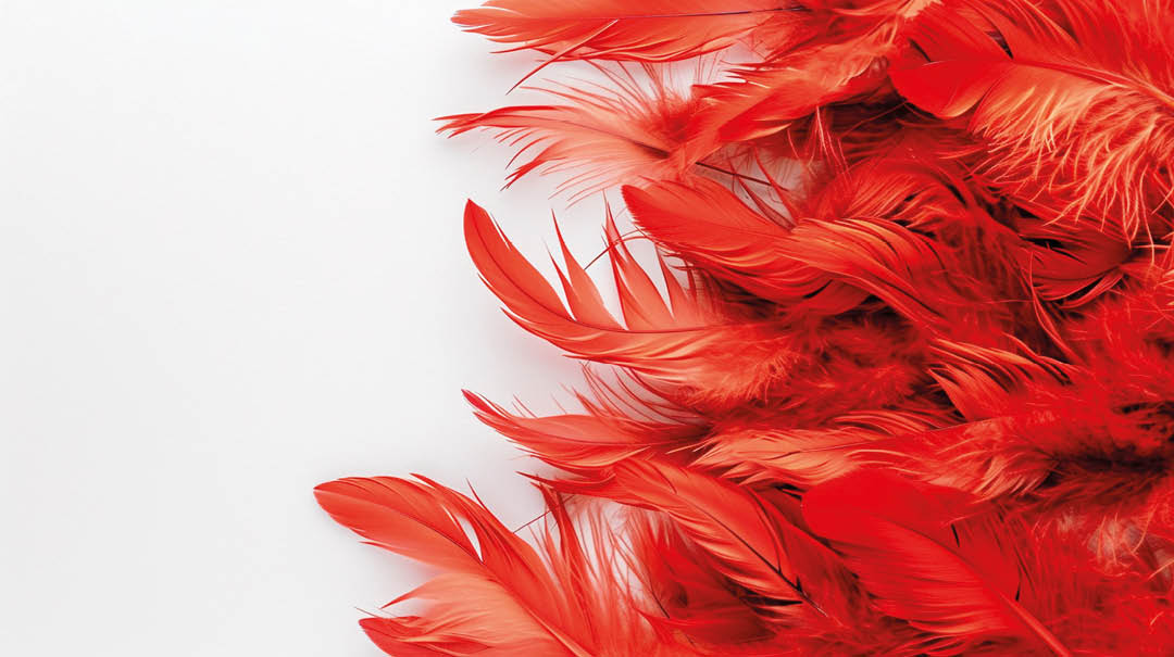 Valentine's Day postcard with fluffy red feathers on white background