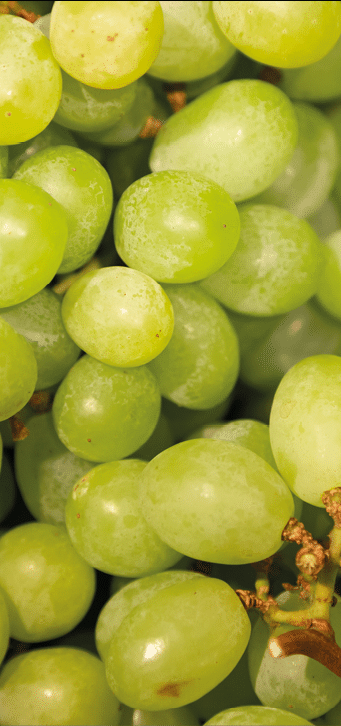 Bunch of green fresh ripe juicy grapes as background, close up, Green Grapes on Shelf in Fresh Fruit market.