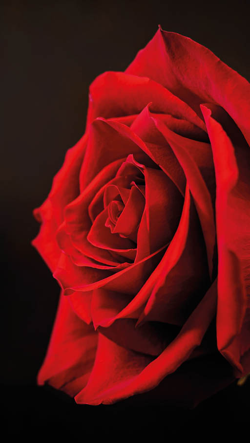 Red rose on a black background.