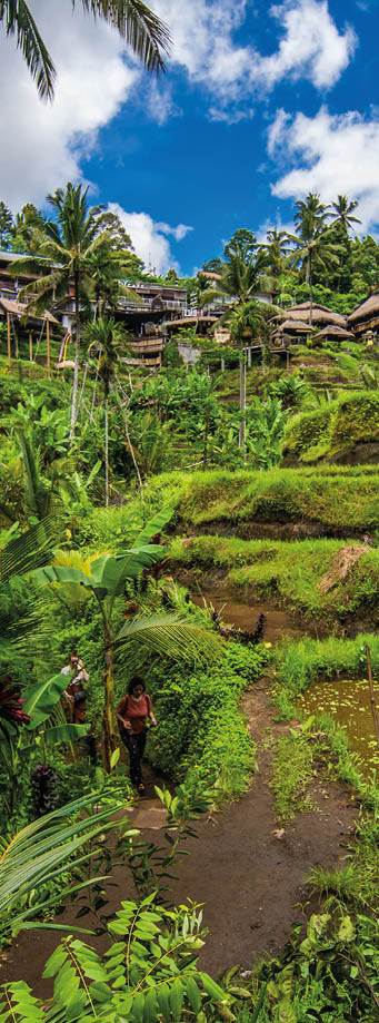 Tegallalang, Bali - February, 2020: Cultural village of Ubud is an area known as Tegallalang that boasts the most dramatic terraced rice fields in all of Bali.