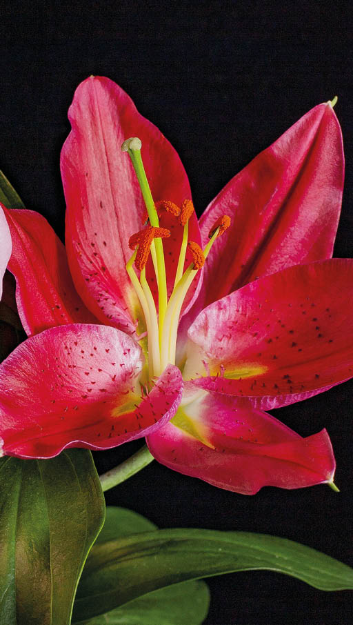 A closeup shot of red scarlet lilies with black background