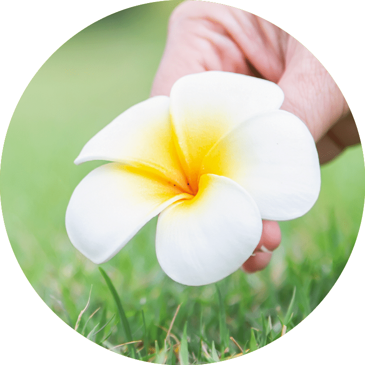 Lady hand pick plumeria flower from green grass ground - people with beautiful nature concept