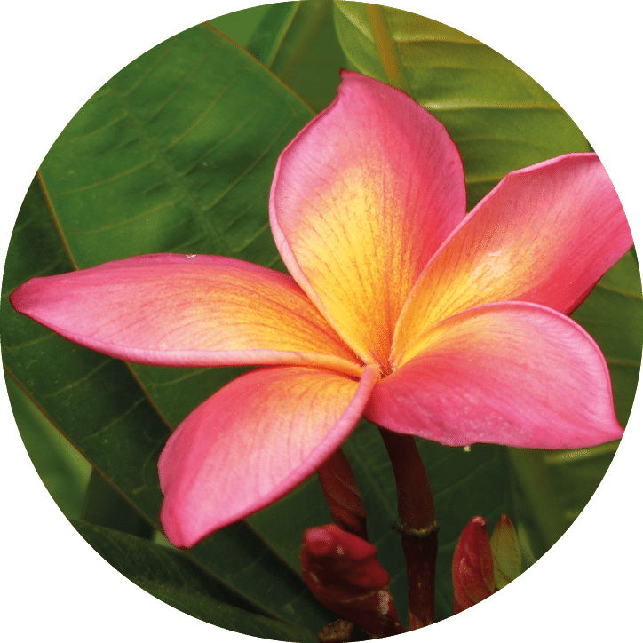A close-up shot of pink Plumeria blunts growing in the garden